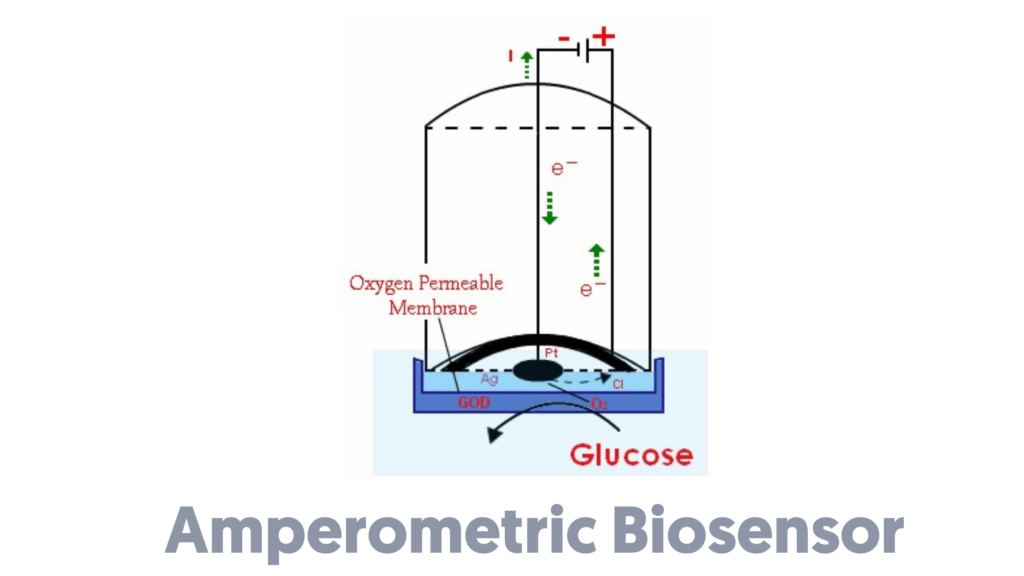 What Is A Biosensor Types Of Biosensor Working Principle Of Biosensor Applications Of