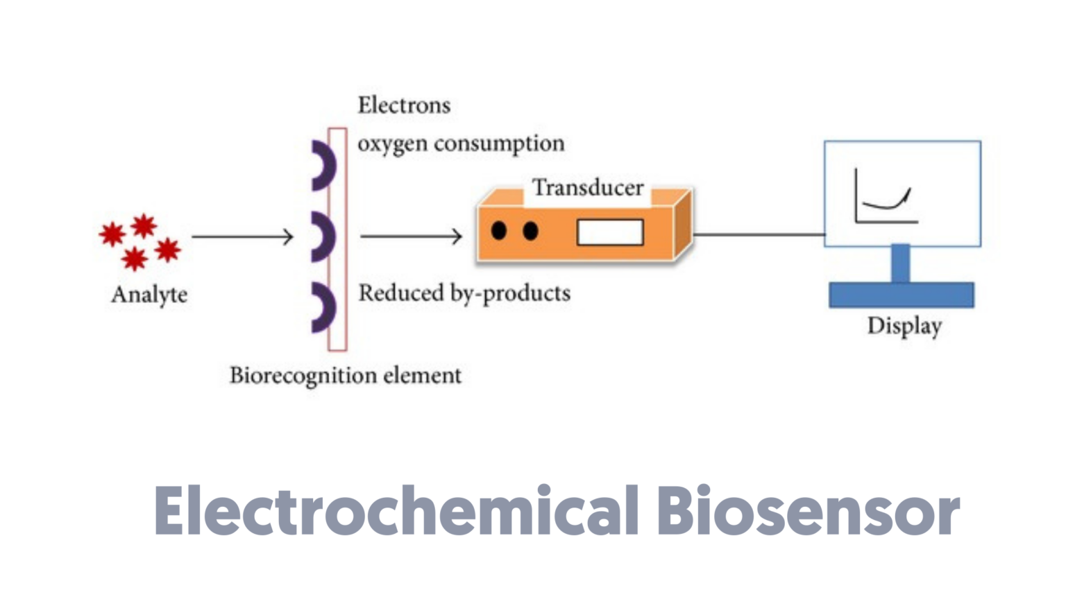 What Is A Biosensor Types Of Biosensor Working Principle Of